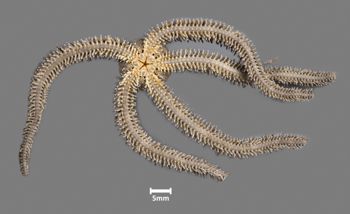 Media type: image;   Invertebrate Zoology OPH-6714 Aspect: ventral